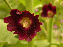 Dunkle Stockmalve (Alcea rosea var. nigra)  Bauerngarten