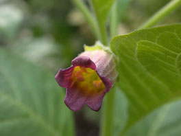 Tollkirsche (Atropa bella-donna) Heilpflanzengarten