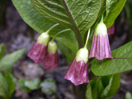 Glockenbislenkraut, Tollkraut (Scopolia carniolica) Heilpflanzengarten