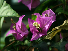 Drillingsblume (Bougainvillea glabra) Palmenhaus