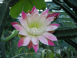 Cereus forbesii Sukkulentenhaus