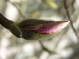 Tulpen-Magnolie (Magnolia × soulangeana) Freilandsukkulenten