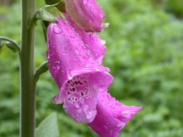 Roter Fingerhut (Digitalis purpurea) Waldgarten