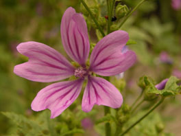 Wilde Malve (Malva sylvestris) Heilpflanzengarten