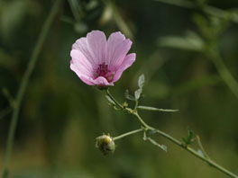 Hanfförmiger Eibisch (Althaea cannabina) unteres Wildbienenhaus