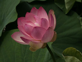 Indische Lotusblume (Nelumbo nucifera) Sumpftröge
