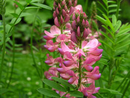 Saat-Esparsette (Onobrychis viciifolia) Trockenwiese