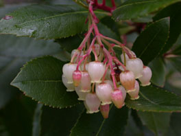 Erdbeerbaum (Arbutus unedo) Mittelmeerraum