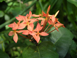 Ixora chinensis Palmenhaus