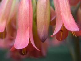 Röhreblütiges Brutblatt (Kalanchoe tubiflora) Sukkulentenhaus