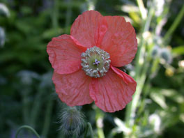 Persischer Mohn (Papaver persicum) Asien