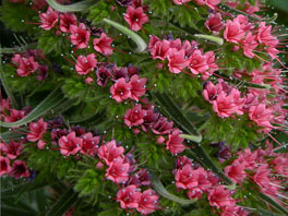 Echium wildpretii ssp. trichosiphon im Sukkulentenhaus