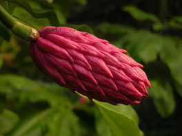 Schirm-Magnolie (Magnolia tripetala) Waldgarten