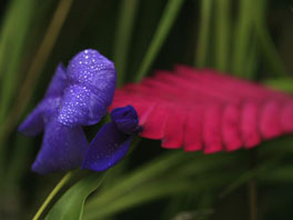 Tillandsia cyanea Farnhaus