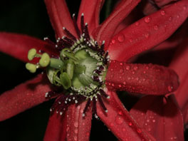 Rote Passionsblume (Passiflora racemosa) Orchideenhaus