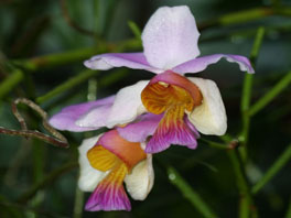 Papilionanthe teres Orchideenhaus