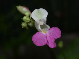 Balfours Springkraut (Impatiens balfourii) Asien