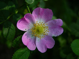 Wein-Rose (Rosa rubiginosa) Schmetterlings- und Raupengarten