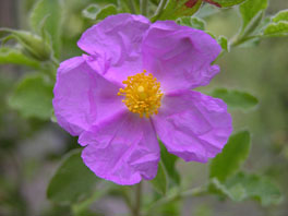 Graubehaarte Zistrose (Cistus incanus) Mittelmeerhaus