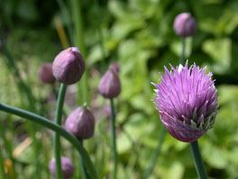 Schnittlauch (Allium schoenoprasum) Heilpflanzengarten