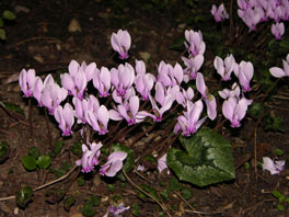 Efeublättriges Alpenveilchen (Cyclamen hederifolium) Mittelmeer Freiland