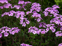 Himalaya-Mannsschild (Androsace sarmentosa) Alpinum  Kalktuff