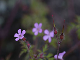 Stinkender Storchenschnabel (Geranium robertianum) ganzer Garten