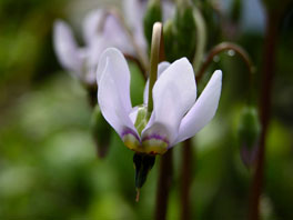 Götterblume (Dodecatheon media) Alpinum Amerikanische Gebirge