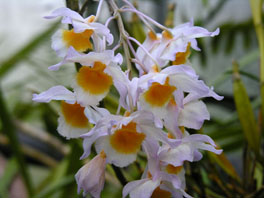 Dendrobium amabile Orchideenhaus
