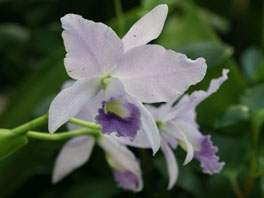 Guarianthe bowringiana var. coerulea Orchideenhaus