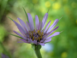 Haferwurzel (Tragopogon porrifolius) Alpinum