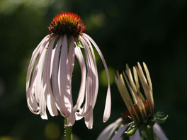 Blasser Sonnernhut (Echinacea pallida) Heilpflanzengarten
