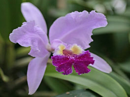 Cattleya lueddemanniana Orchideenhaus