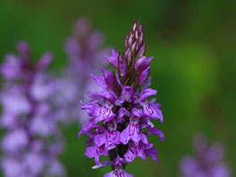 Geflecktes Knabenkraut (Dactylorhiza maculata) Alpinum Urgestein