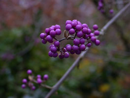 Japanische Schönfrucht (Callicarpa japonica) neben Alpinum Wallis