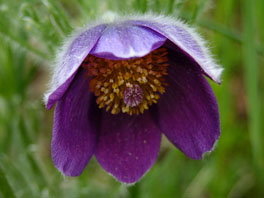 Berg-Kuhschelle (Pulsatilla montana) Alpinum Wallis