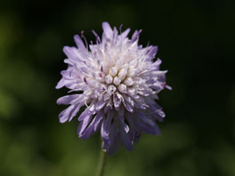 Wald-Wittwenblume (Knautia dipsacifolia) Schmetterlings- und Raupengarten