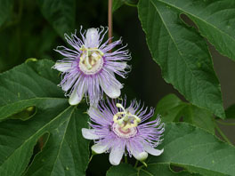 Fleischfarbige Passionsblume (Passiflora incarnata) Freilalandsukkulenten