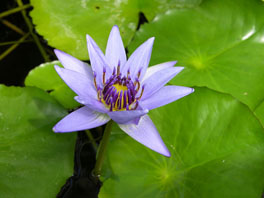 Blaue Seerose (Nymphaea coerulea) Orchideenhaus