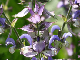 Muskatellersalbei (Salvia sclarea) Heilpflanzengarten