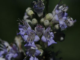 Mönchspfeffer (Vitex agnus-castus) Heilpflanzengarten