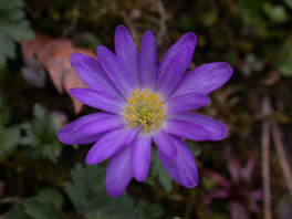 Balkan-Windröschen (Anemone blanda) Zaubernusswäldchen