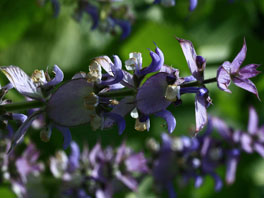 Muskatellersalbei (Salvia sclarea) Heilpflanzengarten