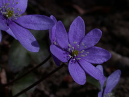 Leberblümchen (Hepatica nobilis) Pfingstrosenrabatte