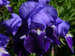 Deutsche Schwertlilie (Iris germanica) Heilpflanzengarten