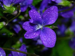 Viola obliqua Alpinum Amerikanische Gebirge