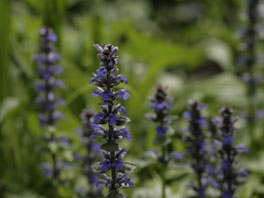 Kriechender Günsel (Ajuga reptans) Heilpflanzengarten