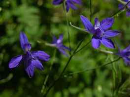 Acker-Rittersporn (Consolida regalis) Heilpflanzengarten