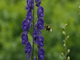 Blauer Eisenhut (Aconitum napellus) Heilpflanzengarten