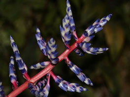 Aechmea dichlamydea var. trinitensis  Orchideenhaus